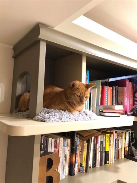 貓書櫃